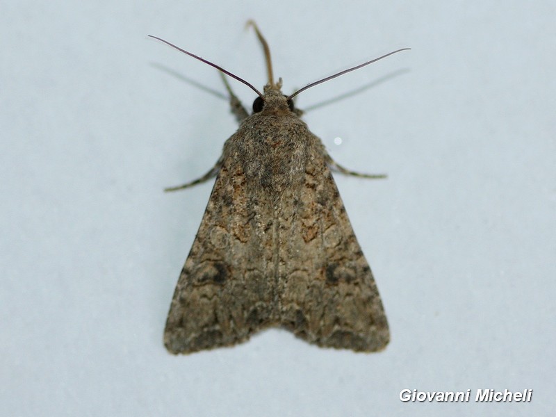 Falena da ID - Anarta pugnax  (Noctuidae)